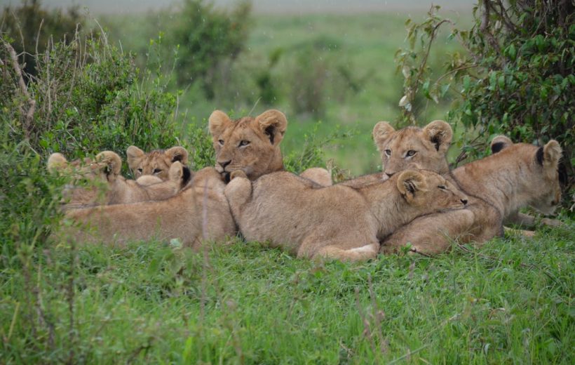 MASAI MARA AND LAKE NAKURU BIG 5 SAFARI