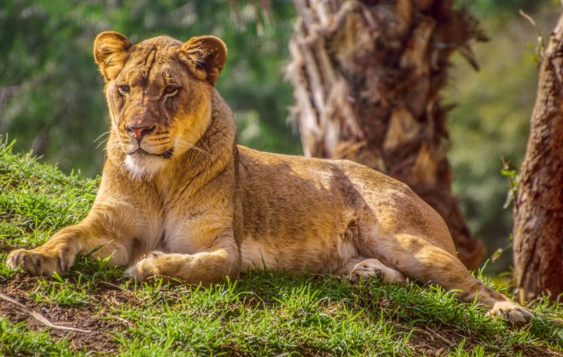 3 DAYS LAKE NAIVASHA TO LAKE NAKURU ADVENTURE SAFARI