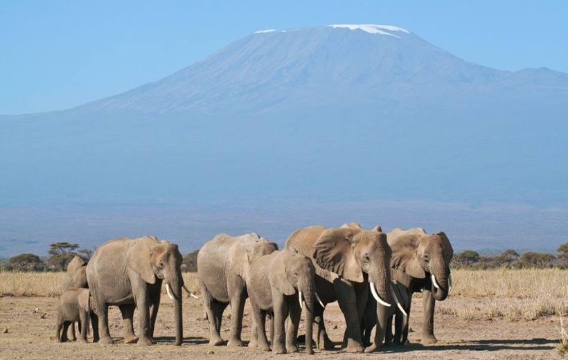 JAMBO 6-DAY MASAI MARA, LAKE NAKURU & AMBOSELI MIDRANGE SAFARI