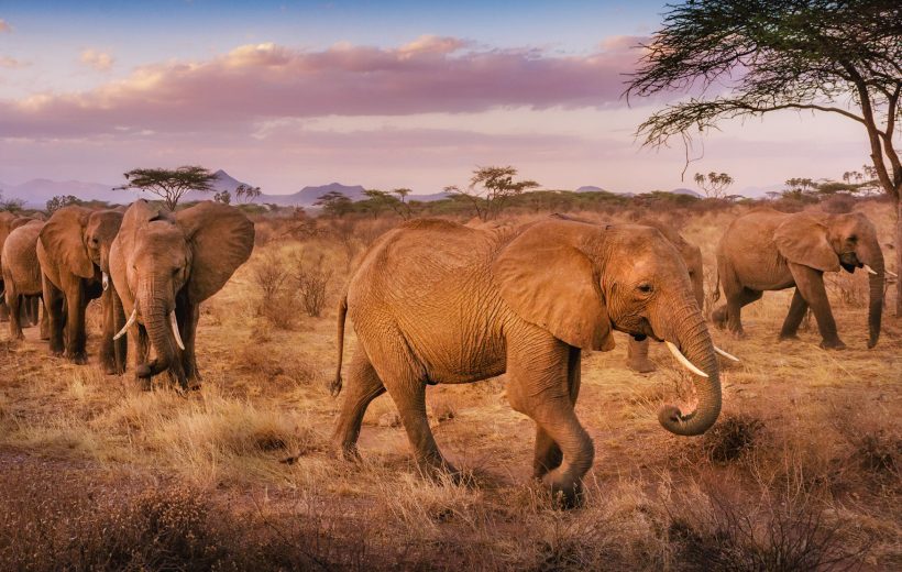 2 DAY TARANGIRE AND NGORONGORO ADVENTURE