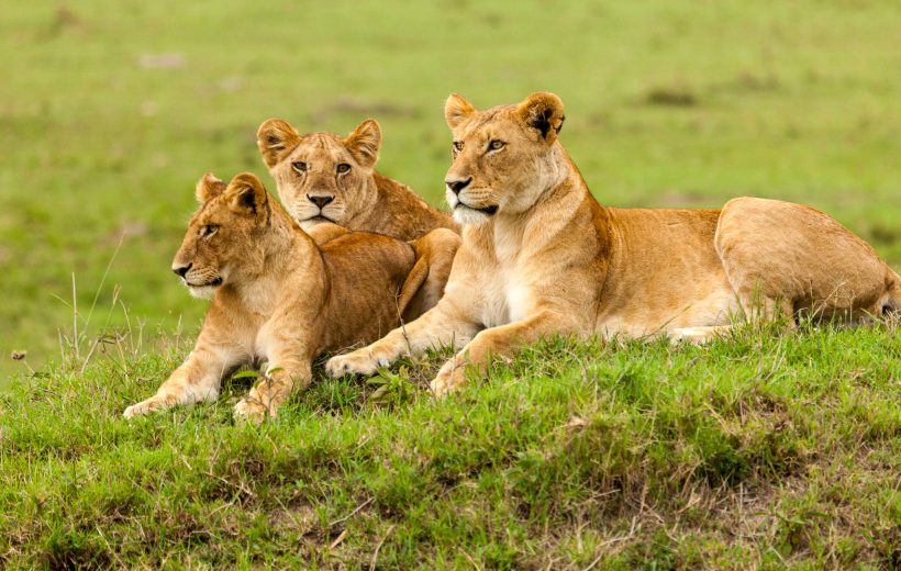 3 DAYS GREATEST TANZANIA ADVENTURE SAFARI