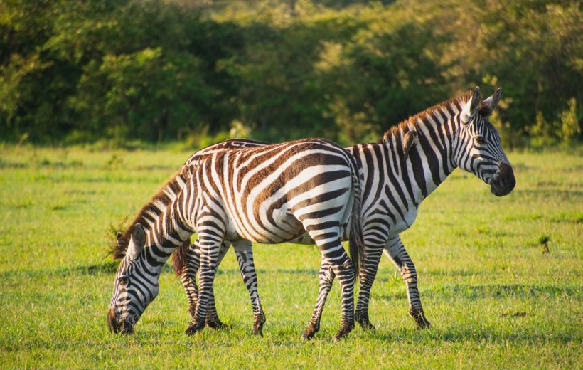 LAKE NAIVASHA, LAKE NAKURU, MASAI MARA KENYAN SAFARIS