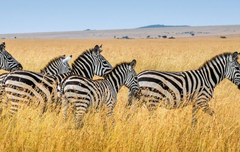4 DAYS NATURE ADVENTURE TANZANIA SAFARI