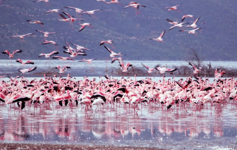 4 Days Ultimate Safari Lake Nakuru and Masai Mara