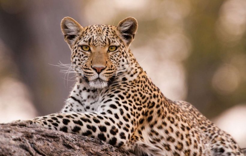 JAMBO 10 DAY- AMBOSELI TO MERU TO MASAI MARA