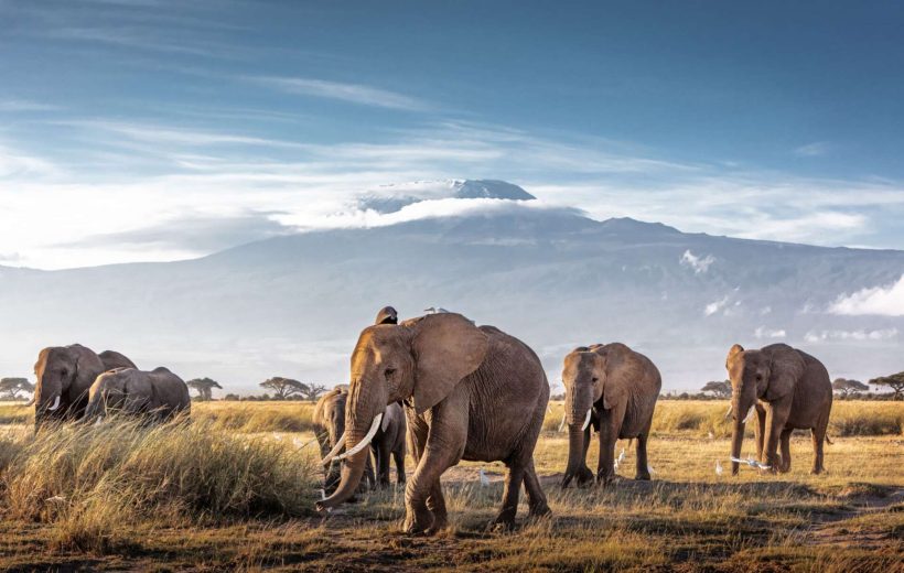 5 Day Amboseli Naivasha Mara Safari