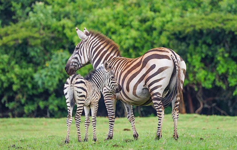 4 Days Kenyan Safari – Lake Nakuru and Masai Mara