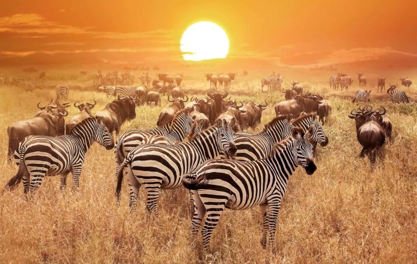 10 – DAY Great Kenya, Samburu, Masai Mara to Tsavo West Safari.