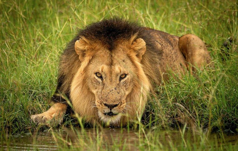 8-DAY AMBOSELI, NAIVASHA, HELLS GATE, NAKURU, MASAI MARA