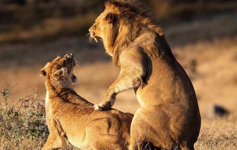 9 Day Newlyweds Nature and Adventure Safari Flying Package.