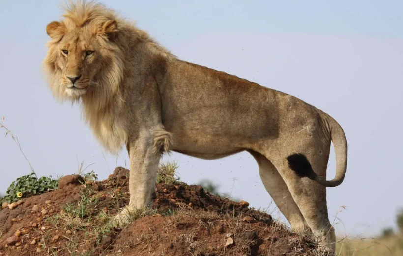 7-Day Amboseli, Naivasha, Hells Gate, Nakuru, Masai Mara