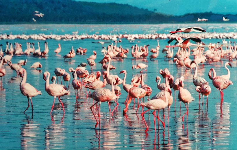 4 Day Lake Naivasha, Nakuru Maasai Mara 4 X 4 Safari