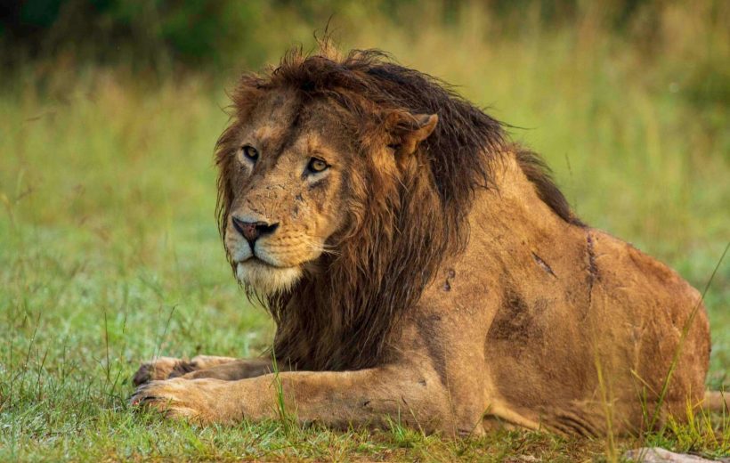 8-DAY AMBOSELI, NAIVASHA, HELLS GATE, NAKURU, MASAI MARA